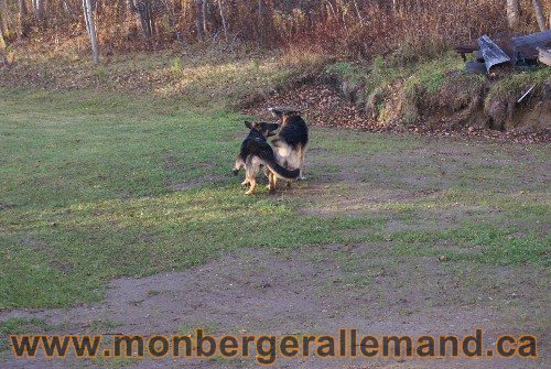 Capone et Lady - Berger Allemand de Grande lignee