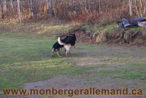 Capone et Lady - Berger Allemand de Grande lignee