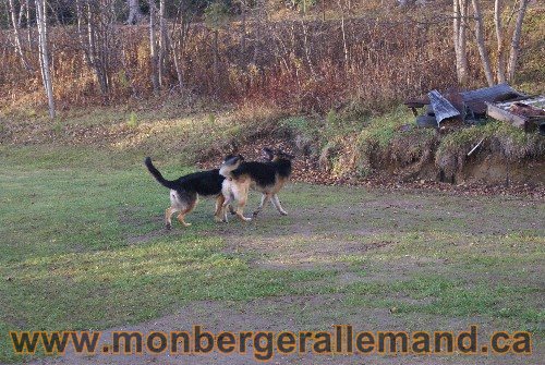 Capone et Lady - Berger Allemand de Grande lignee