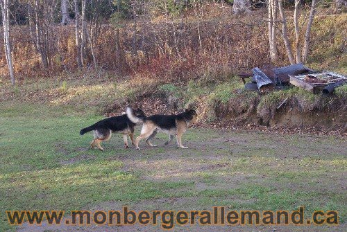 Capone et Lady - Berger Allemand de Grande lignee