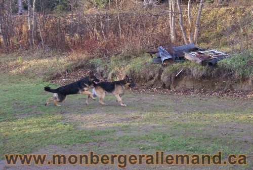 Capone et Lady - Berger Allemand de Grande lignee