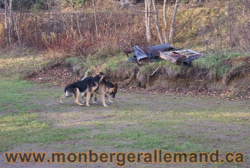 Capone et Lady - Berger Allemand de Grande lignee
