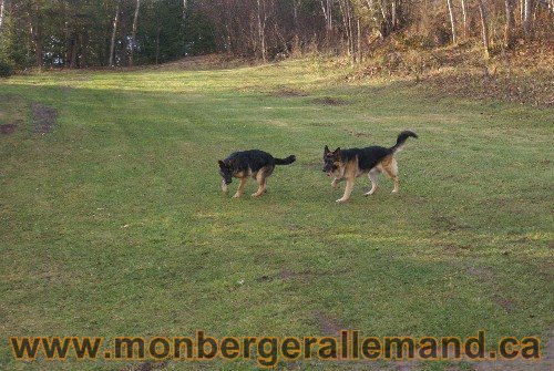 Capone et Lady - Berger Allemand de Grande lignee
