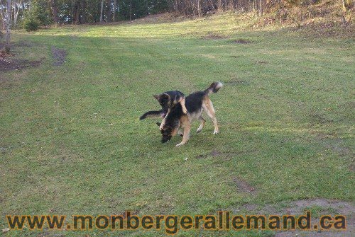 Capone et Lady - Berger Allemand de Grande lignee