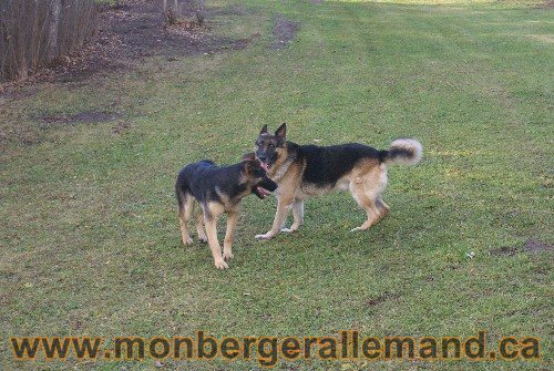 Capone et Lady - Berger Allemand de Grande lignee