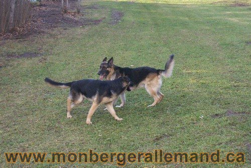 Capone et Lady - Berger Allemand de Grande lignee