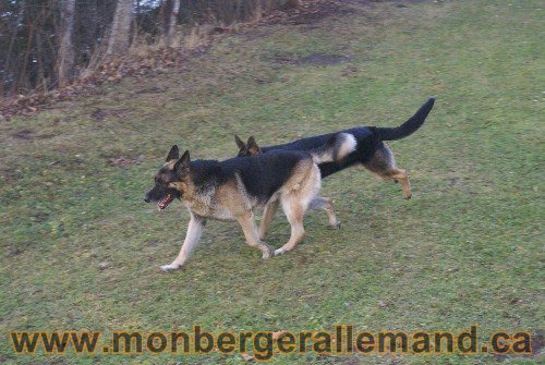 Capone et Lady - Berger Allemand de Grande lignee