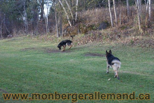Capone et Lady - Berger Allemand de Grande lignee