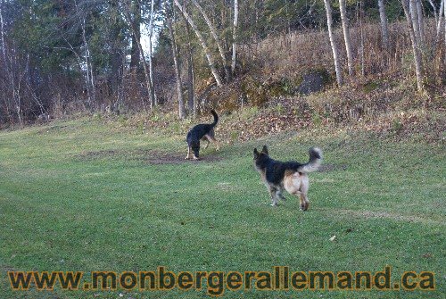 Capone et Lady - Berger Allemand de Grande lignee