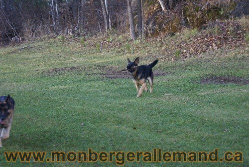 Capone et Lady - Berger Allemand de Grande lignee