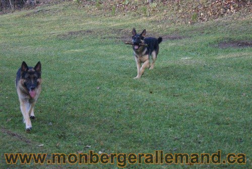 Capone et Lady - Berger Allemand de Grande lignee