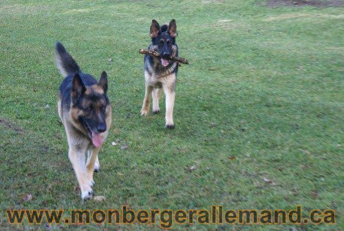 Capone et Lady - Berger Allemand de Grande lignee