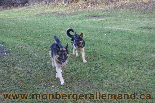 Capone et Lady - Berger Allemand de Grande lignee