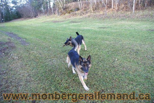 Capone et Lady - Berger Allemand de Grande lignee