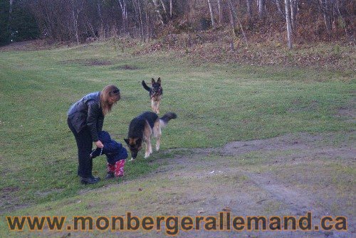 Capone et Lady - Berger Allemand de Grande lignee