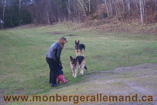 Capone et Lady - Berger Allemand de Grande lignee