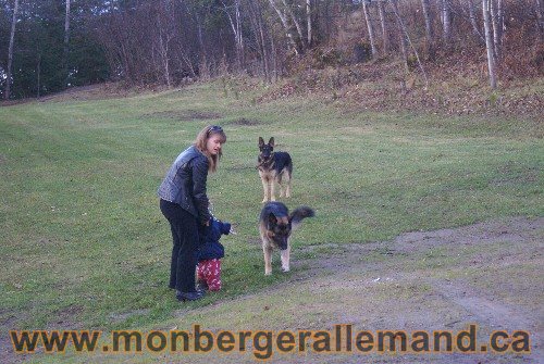 Capone et Lady - Berger Allemand de Grande lignee