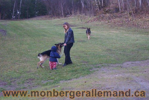 Capone et Lady - Berger Allemand de Grande lignee