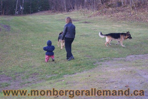 Capone et Lady - Berger Allemand de Grande lignee