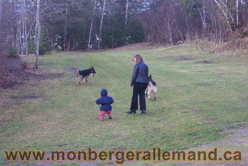 Capone et Lady - Berger Allemand de Grande lignee