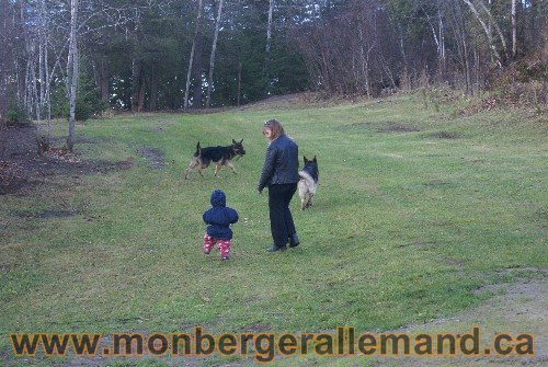 Capone et Lady - Berger Allemand de Grande lignee