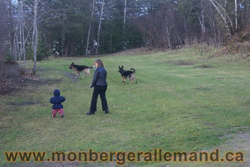 Capone et Lady - Berger Allemand de Grande lignee
