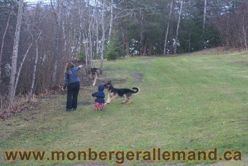 Capone et Lady - Berger Allemand de Grande lignee