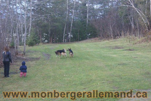 Capone et Lady - Berger Allemand de Grande lignee