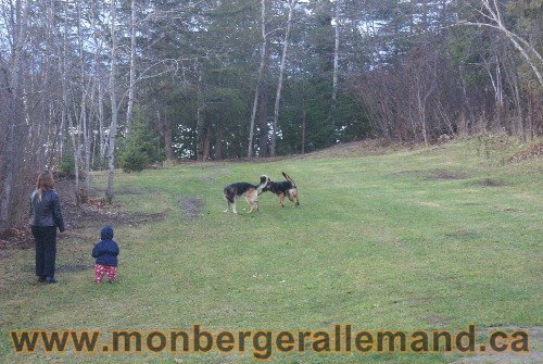 Capone et Lady - Berger Allemand de Grande lignee