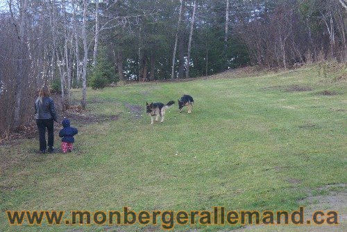 Capone et Lady - Berger Allemand de Grande lignee