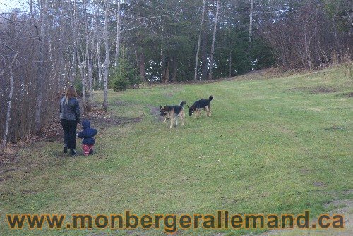 Capone et Lady - Berger Allemand de Grande lignee