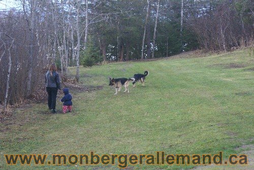 Capone et Lady - Berger Allemand de Grande lignee