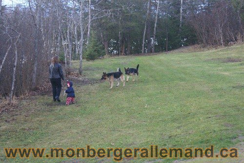 Capone et Lady - Berger Allemand de Grande lignee