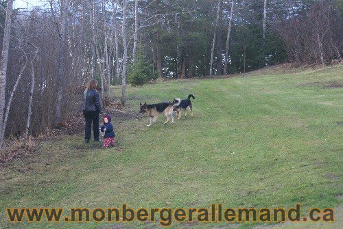 Capone et Lady - Berger Allemand de Grande lignee