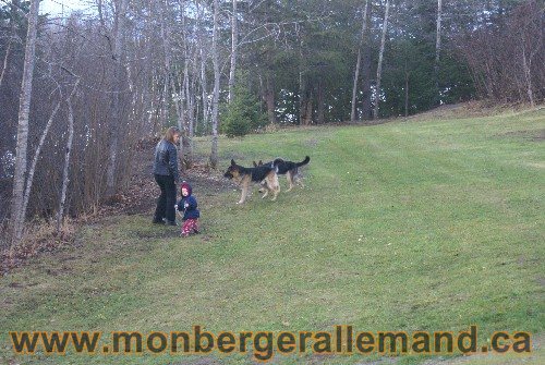 Capone et Lady - Berger Allemand de Grande lignee