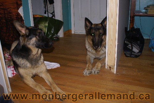 Capone et Lady - Berger Allemand de Grande lignee