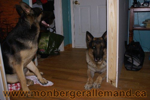 Capone et Lady - Berger Allemand de Grande lignee