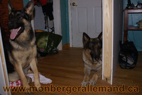 Capone et Lady - Berger Allemand de Grande lignee