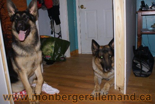 Capone et Lady - Berger Allemand de Grande lignee