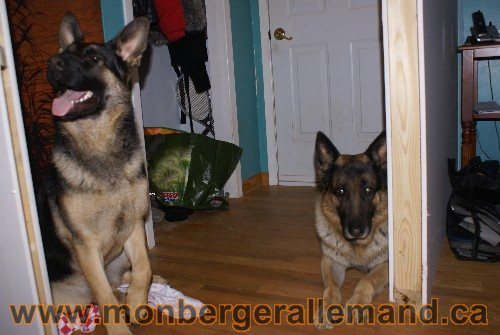 Capone et Lady - Berger Allemand de Grande lignee