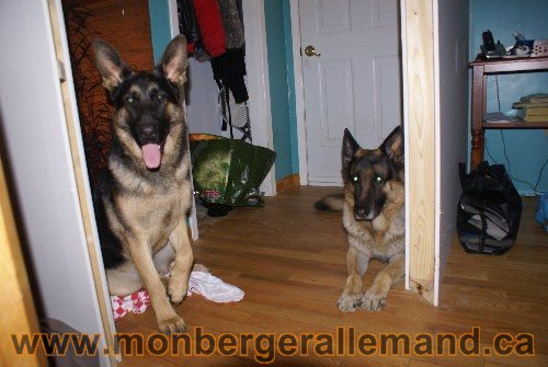 Capone et Lady - Berger Allemand de Grande lignee