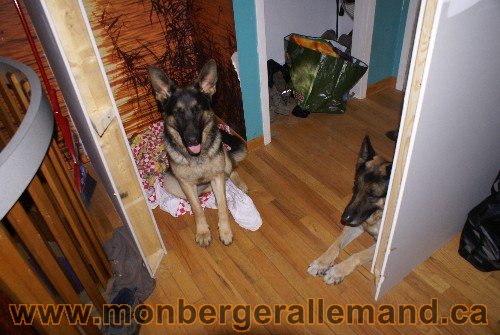 Capone et Lady - Berger Allemand de Grande lignee