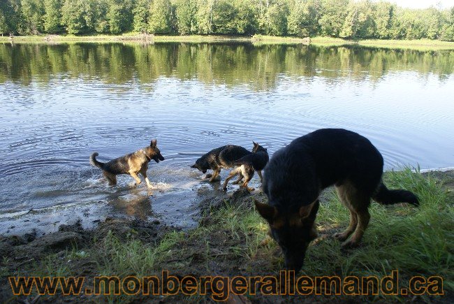 Photos Chiens Berger Allemand Lignee de champion 2010