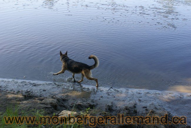 Photos Chiens Berger Allemand Lignee de champion 2010