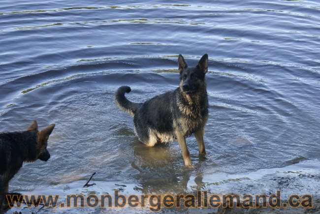 Photos Chiens Berger Allemand Lignee de champion 2010