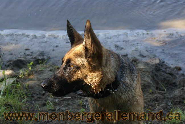 Photos Chiens Berger Allemand Lignee de champion 2010