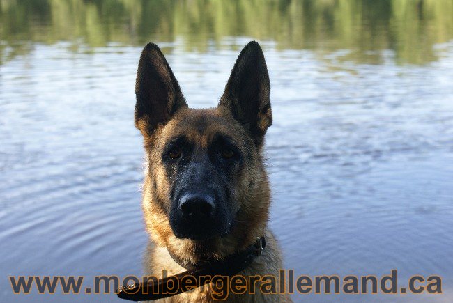 Photos Chiens Berger Allemand Lignee de champion 2010