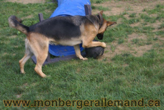 Photos Chiens Berger Allemand Lignee de champion 2010