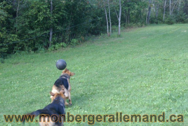 Photos Chiens Berger Allemand Lignee de champion 2010
