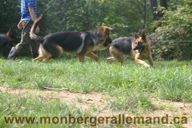 Photos Chiens Berger Allemand Lignee de champion 2010
